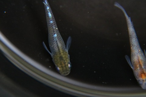 [画像:a9dbf998-s.jpg]