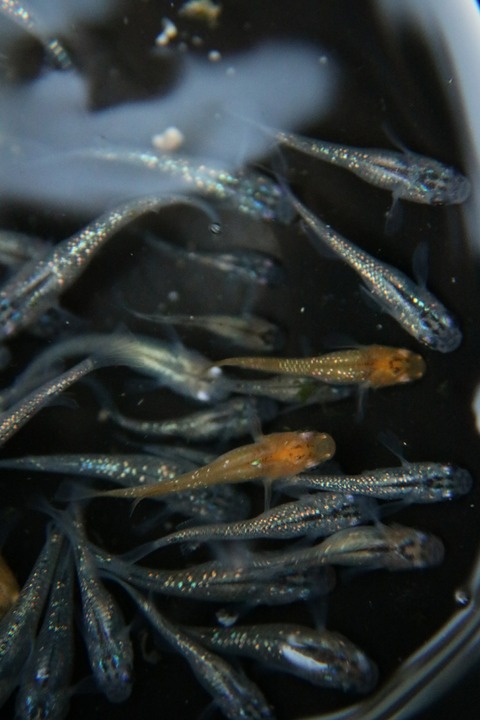 [画像:ab383f95-s.jpg]