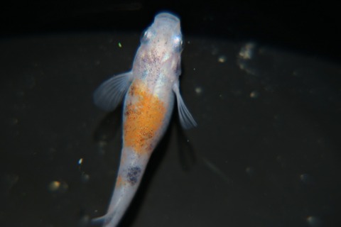 [画像:abe05660-s.jpg]