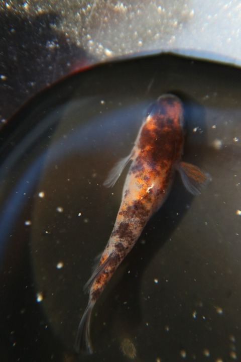 [画像:b702581e-s.jpg]