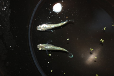 20180731185445_IMG_7698