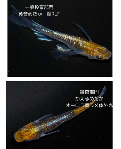 見出しを追加_20240508_073823_0000