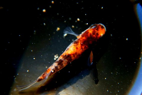 [画像:b94d2f67-s.jpg]