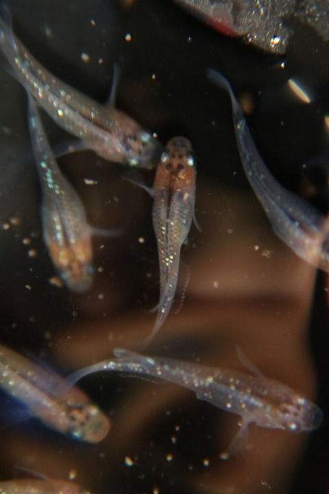 [画像:bbb303c6-s.jpg]