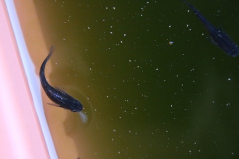 [画像:bbf1a325-s.jpg]