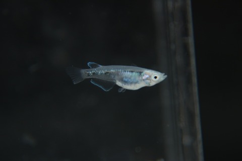 [画像:bc9a9610-s.jpg]