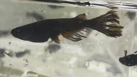 Capture_LINE_MOVIE_1595873771882_20200728_031819