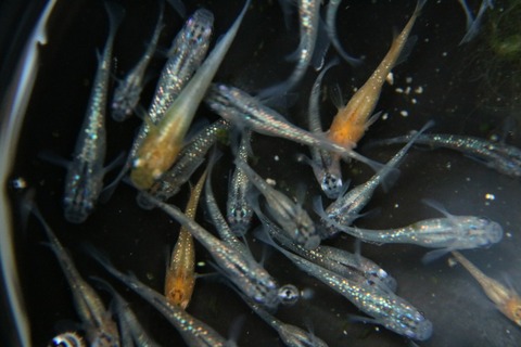 [画像:bcaf5c33-s.jpg]