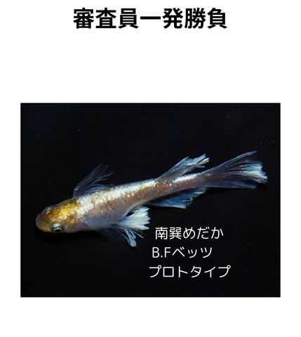 見出しを追加_20240508_080715_0000