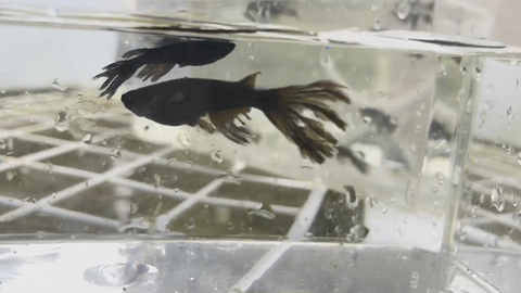 Capture_LINE_MOVIE_1595873771882_20200728_031752