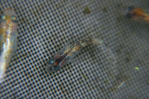 [画像:bee45a3e-s.jpg]