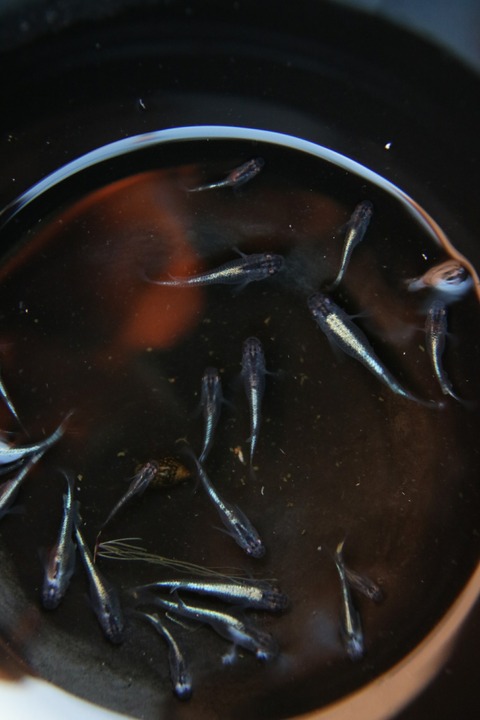 [画像:c0d8ae59-s.jpg]