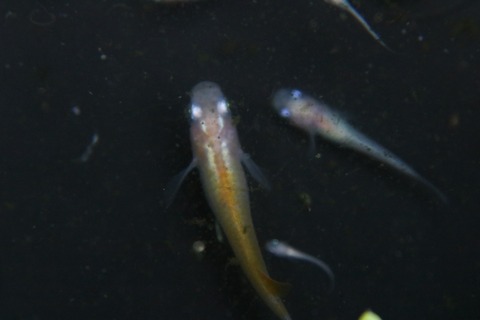 [画像:c226da78-s.jpg]