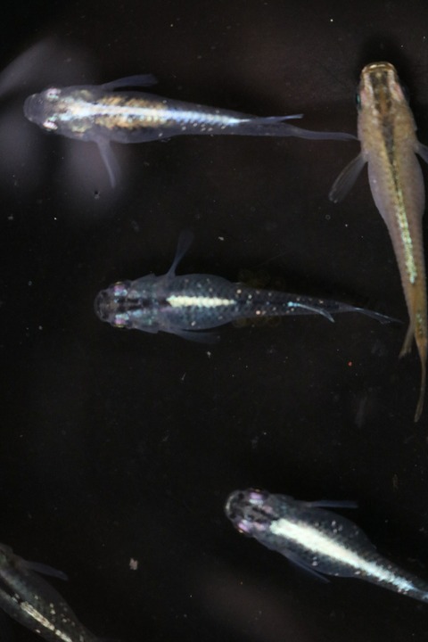 20180531171105_IMG_6029