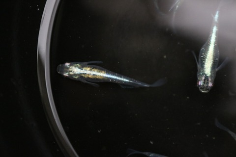 20180531170955_IMG_6025