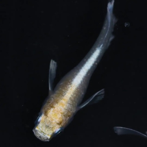 IMG_20240328_020722_749