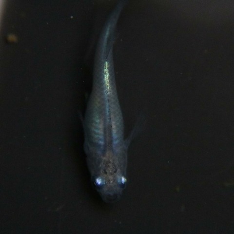 [画像:c7550c9f-s.jpg]