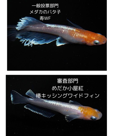 見出しを追加_20240508_075729_0000