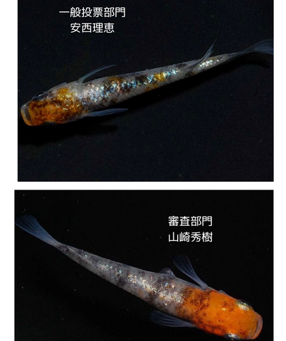 見出しを追加_20240508_073202_0000