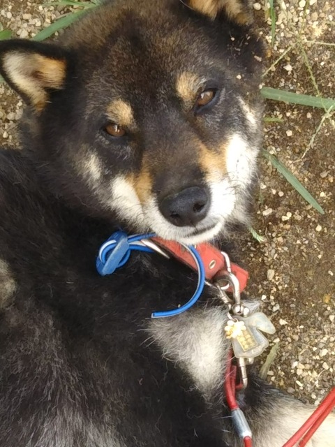 [画像:cb474573-s.jpg]