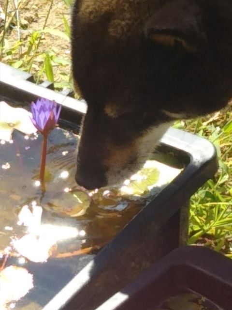 [画像:cd63df98-s.jpg]