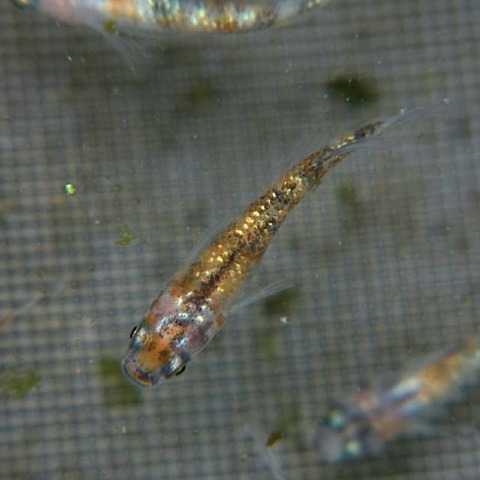 [画像:cf4b8134-s.jpg]