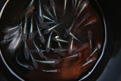 [画像:cfd3a1e5-s.jpg]