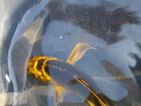 [画像:d0954859-s.jpg]