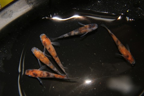 [画像:d1a06de6-s.jpg]