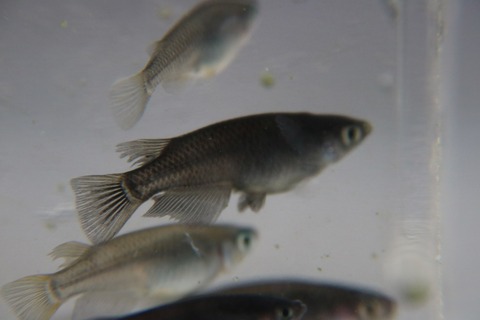 [画像:d38bbd71-s.jpg]