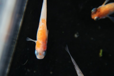 [画像:d641dbc7-s.jpg]