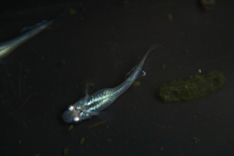 [画像:d6952e87-s.jpg]