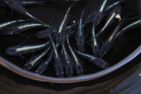 [画像:d6f7ea10-s.jpg]