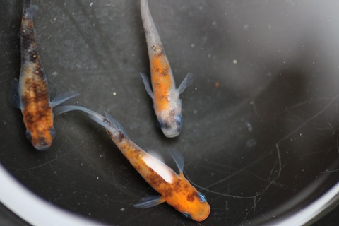 20190429130243_IMG_6716