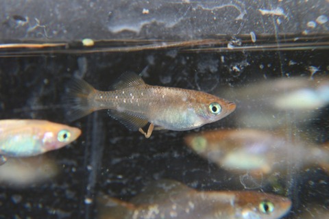 [画像:d74e1763-s.jpg]