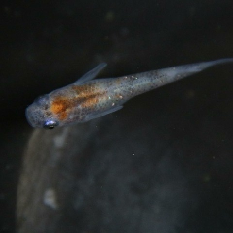 [画像:d80cf306-s.jpg]