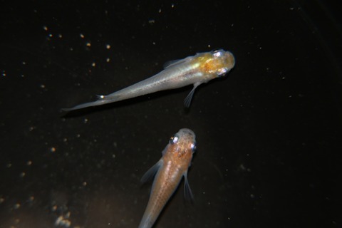 [画像:d8cd4a8a-s.jpg]