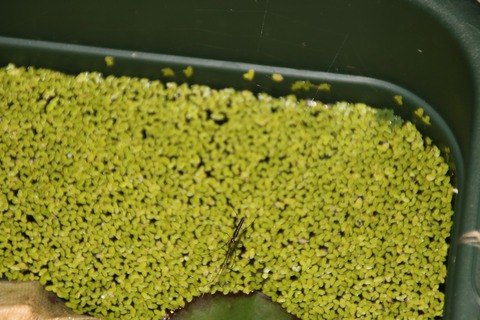 [画像:d92603cb-s.jpg]