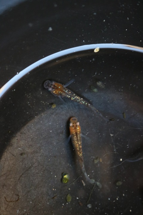 20180323173219_IMG_4069