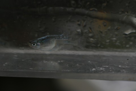 20180531171222_IMG_6036