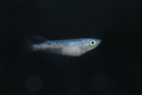 [画像:dce2c802-s.jpg]