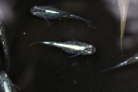 20180531171122_IMG_6032