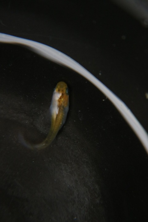 [画像:e4a3a81b-s.jpg]