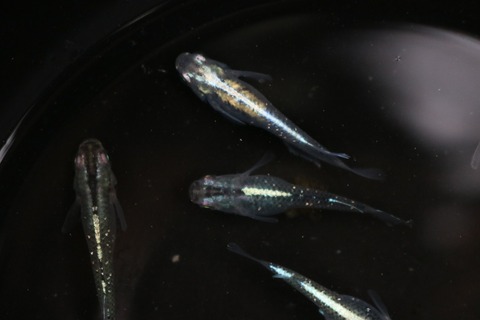 20180531171124_IMG_6033