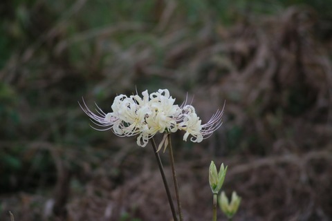 [画像:e788b4bb-s.jpg]