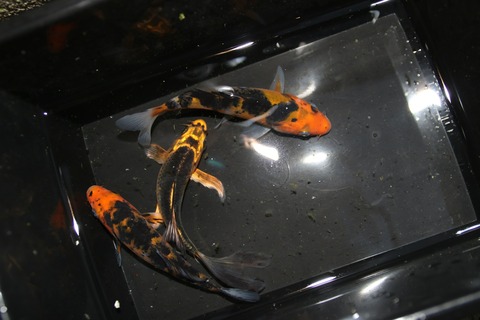 [画像:e8eb3f0f-s.jpg]