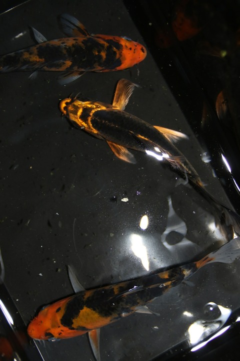 [画像:e8f8474c-s.jpg]