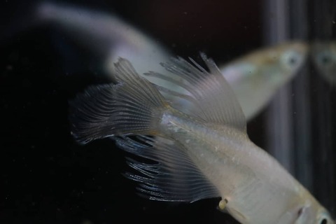 IMG_20200731_072044_182