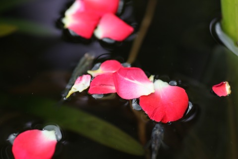 20190708181139_1V5A7342