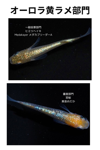 見出しを追加_20240508_100601_0000